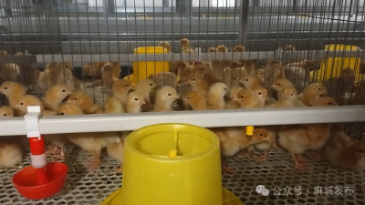 科学防控冬春动物疫病妙招请查收