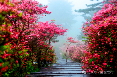 晒出你镜头里，2025年最“麻城”的瞬间！