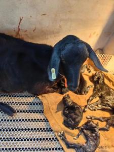 七羊开泰！麻城一枚芯片“生”出七只羊！