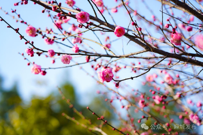 遇见“梅”好！麻城这座公园藏满冬日浪漫~