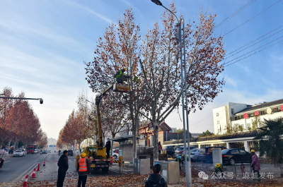 进士路法桐开启冬季“修颜”模式
