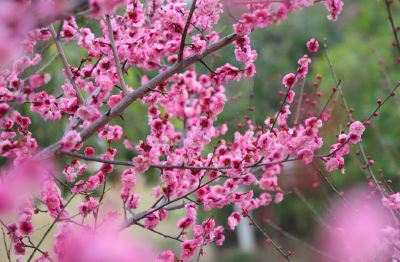 “马”上邂逅麻城“梅”好时光