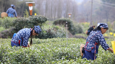 守匠心 育良种 千年“龟山岩绿”奏响传承创新协奏曲