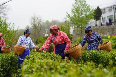 “抢鲜”一步！2026第一杯“龟山岩绿”已上市