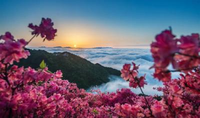 4月18日锁定龟峰山！黄英邀你花海同唱，杜鹃花期预告已送达