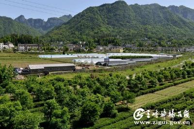 三峡库区移民瞄准市场调产业