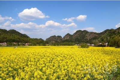 旧县镇：又是一年“最美观花季”