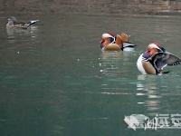 鸳鸯戏水漳河边