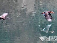 鸳鸯戏水漳河边