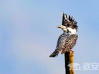 沮河国家湿地公园再现中华秋沙鸭[图]