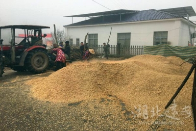 雷电村：又是一年种菌时