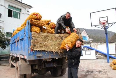 河口乡免费为贫困户配送3.5万斤种薯