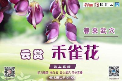 直播｜云游湖北 不负春光！春来武穴 云赏禾雀花
