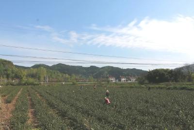 【聚焦精准扶贫②】远安：精准发力 全力推进扶贫项目建设