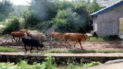 【聚焦精准扶贫⑫】易字刚：肉牛养殖铺就脱贫致富路