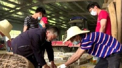 【聚焦精准扶贫 ④】“爱心鸡苗”送到家 “造血”扶贫暖民心