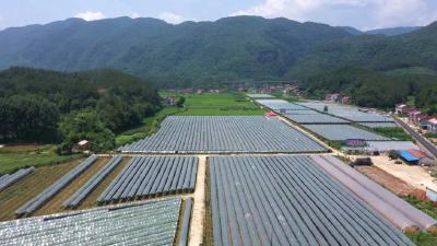 【“三在”工程看实干攻坚】万丈高楼平地起 ——记花林寺镇高楼村水果采摘基地建设