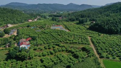 【“三在”工程看实干支部 】让“红李”变“红利” ——记河口乡双坪村红李产业发展
