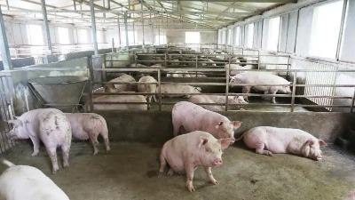 【聚焦精准扶贫⑬】真金村：发展生态养殖 让“脱贫猪”变“致富猪”