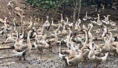 【聚焦精准扶贫⑥】鹅鹅鹅 致富向天歌