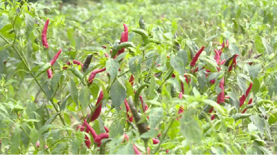 【聚焦精准扶贫⑭】巩裕村：特色产业拓宽村民致富路