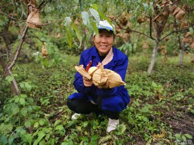 河口乡：产业基地迎丰收 群众务工促增收