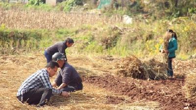 河口乡：小小鱼腥草 大大致富路