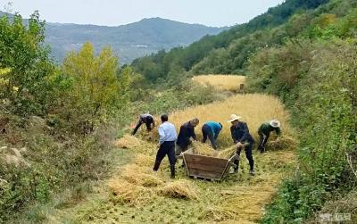 河口乡：“山里红”映红“金”稻田