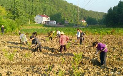 【聚焦精准扶贫】河口乡：“火车头”带领群众奔富路