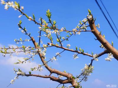 河口乡：阳春三月花烂漫