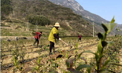 【新春走基层】旧县镇：人勤春来早 育茶正当时