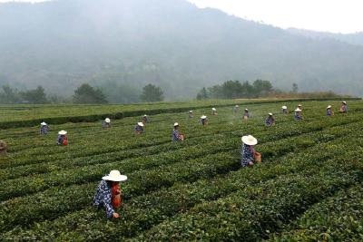 旧县镇：万亩茶园香满山 明前春茶采摘忙