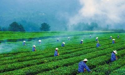 【活动预告】人间四月天，来远安赴一场黄茶盛宴