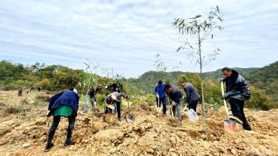 【聚焦乡村振兴】河口乡：竹笋开工种植忙  产业发展有盼头