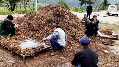 【小康圆梦】河口乡：百部根喜获大丰收  找准路子拔“穷根”