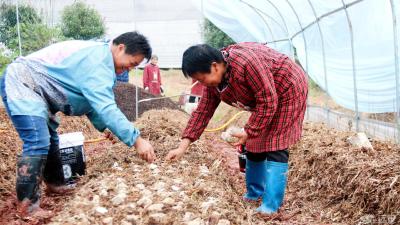 【小康圆梦】河口乡：红高粱秸秆再利用培育食用菌