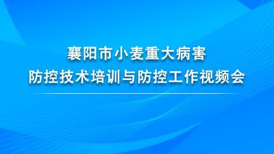 直播丨襄阳市小麦重大病害防控技术培训与防控工作视频会