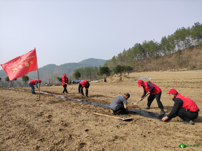 【聚焦乡村振兴】嫘祖镇：聚焦茶叶产业发展  全力推进乡村振兴