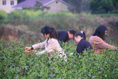 旧县镇：干部走进田间地头  积极开拓户外课堂