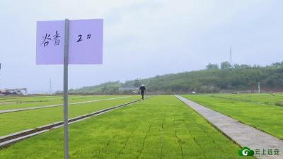 【奋进新征程 建功新时代】“工厂化”水稻育秧 助力农业品牌升级