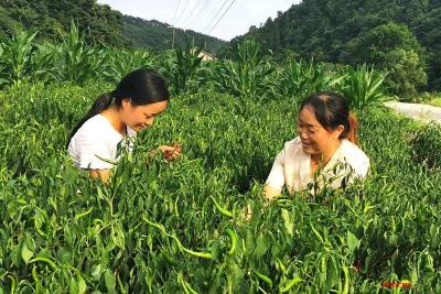 河口乡：人大代表进田头  农民增收暖心头