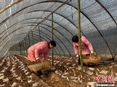 【中国新闻网】湖北远安：珍稀菌种“撑开”乡村致富“伞”