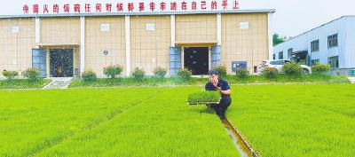 湖北高端大米从沮河畔行销全国