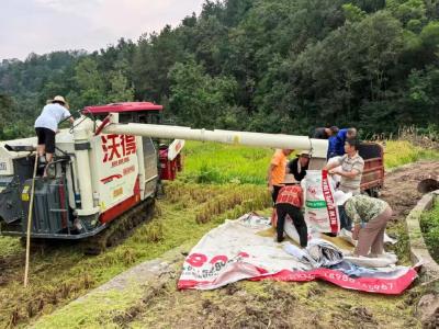 年发工资37万！这三个村“组团”开了家公司......