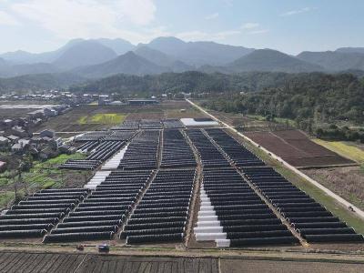 【和美远安】旧县镇“特色农业+”绘就富民新图景