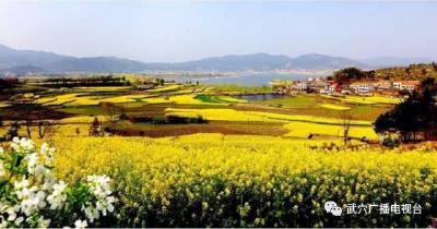 悦读｜菜花又香季节