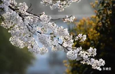 又是一年赏花季 | 3至4月黄冈媒体自驾赏花最佳路线推荐！来武穴请到这里……