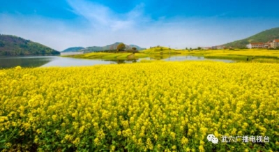 大师级的“花痴”讲述武穴“油菜花的故事”