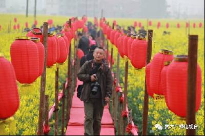 錯過了油菜花節！千萬不要錯過這條微信……