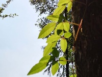 夏日里的一抹清凉